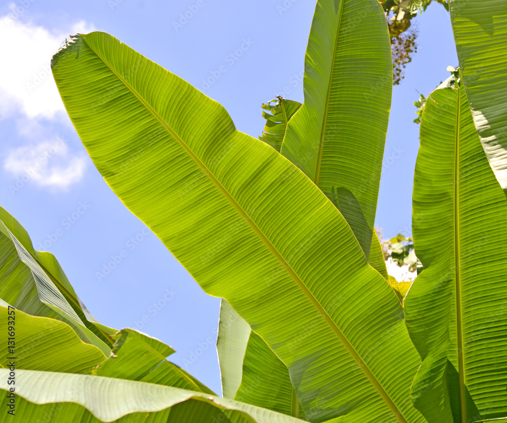 Isolate the top of the banana trees that have large leaves