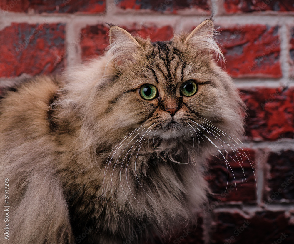 Persian cat with green eyes on brick wall background. Macro.