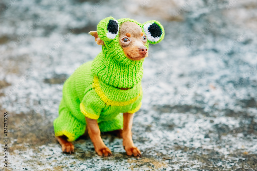 Chihuahua Dog Dressed Up In Frog Outfit, Staying Outdoor In Cold