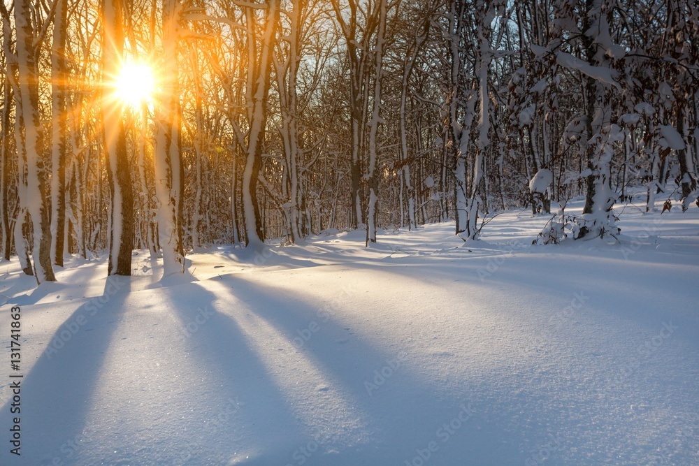 Winter landscape.