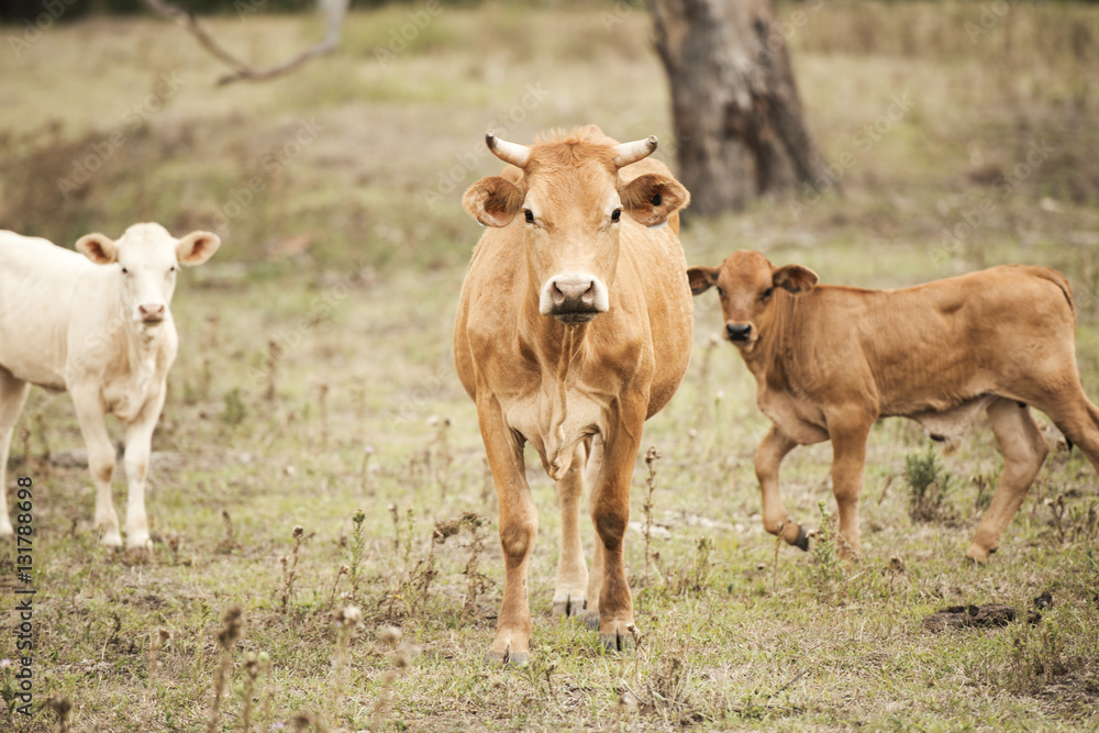 Cows in the paddock during the day