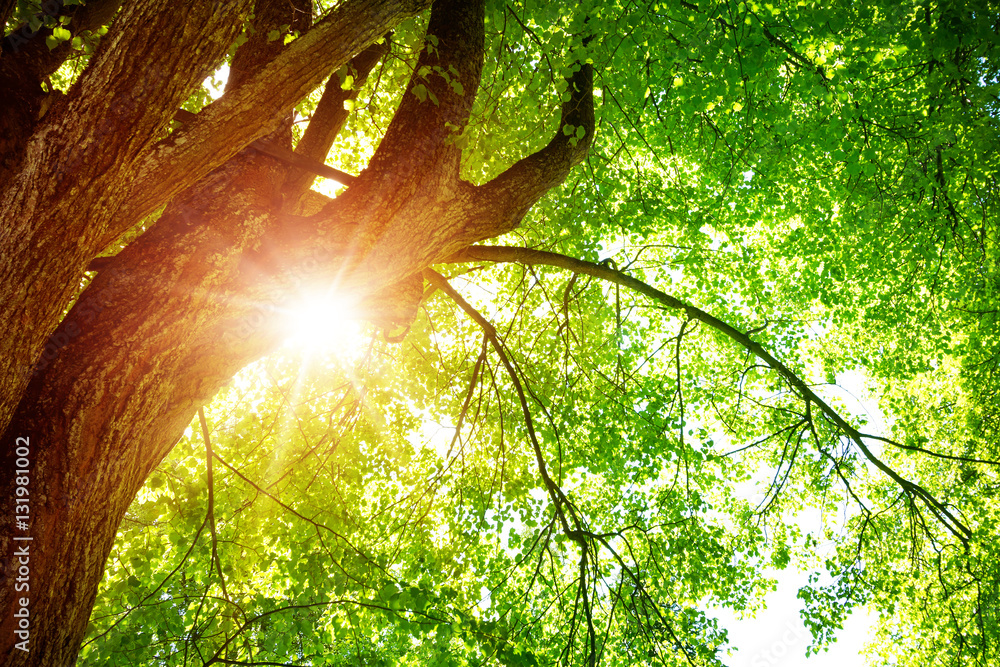 tree foliage at park in morning light with sunlight. Green leaves in the forest in summer