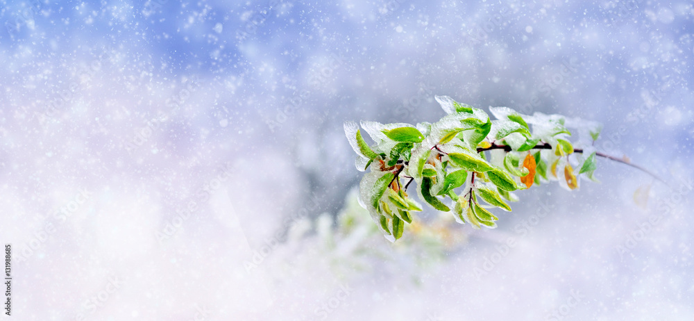 Winter background with frozen branch