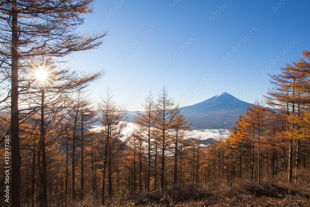 Yellow forest tree in autumn season and Top of Mountain Fuji