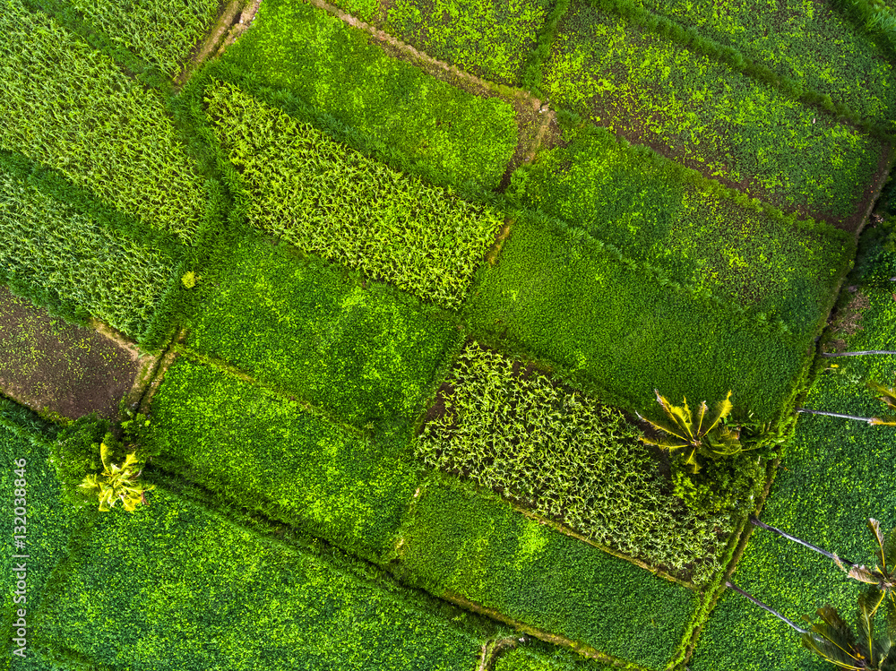 Aerial shot of rice plantation of Bali island, Indonesia