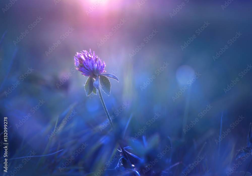 Beautiful purple lilac clover flower meadow in summer in the sun close-up macro on a soft blurred bl