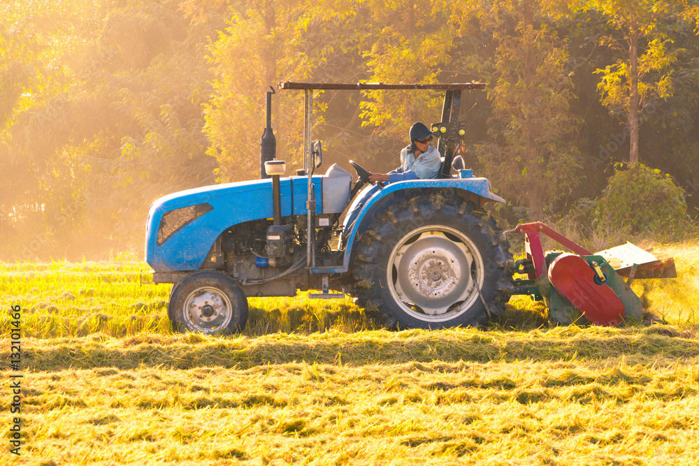 combine harvester working in ripe rice field near forest