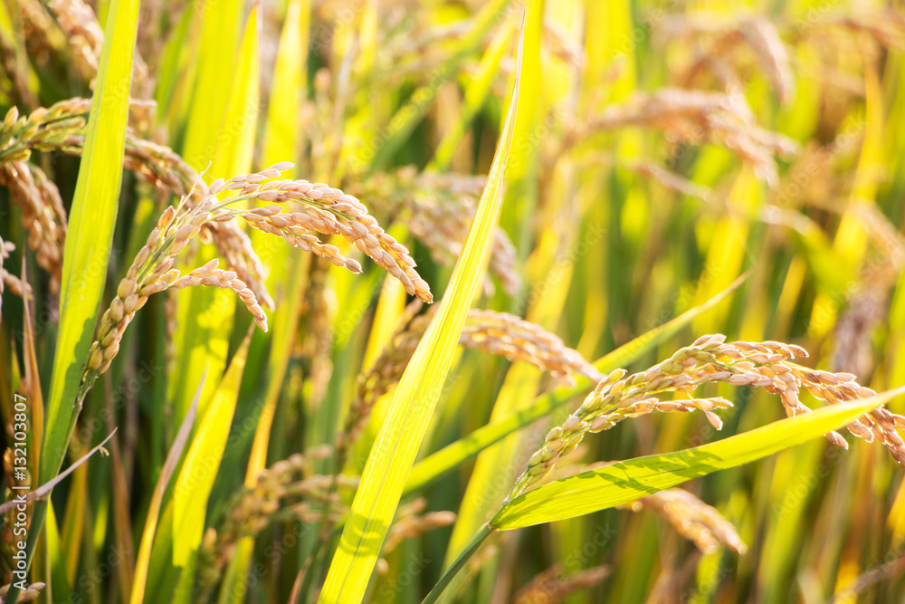 close up of ripe grain in rice field