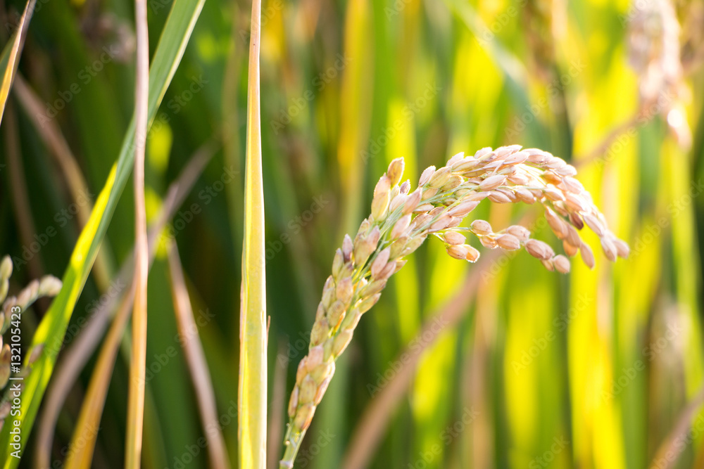 close up of ripe grain in rice field