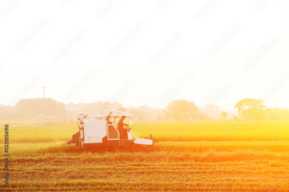 combine harvester working in ripe rice field near village