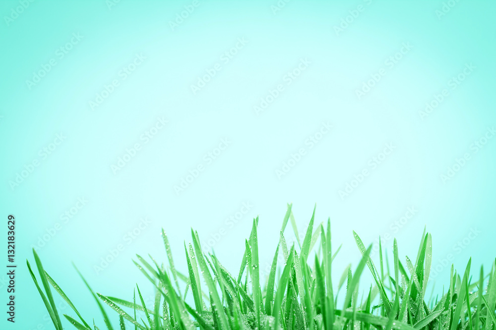 fresh green grass with droplets after the rain background