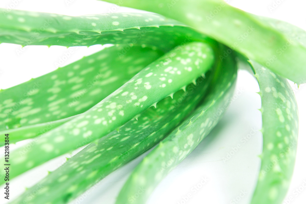 close up  fresh aloe vera on white background