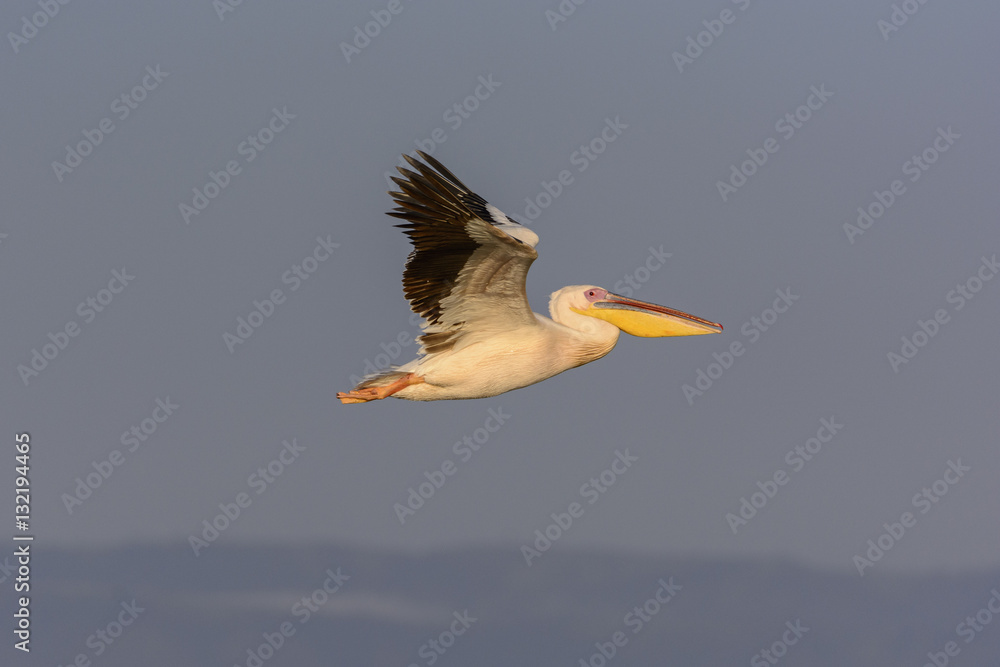 Great white pelican (also known as the eastern white pelican, rosy pelican or white pelican) (Peleca