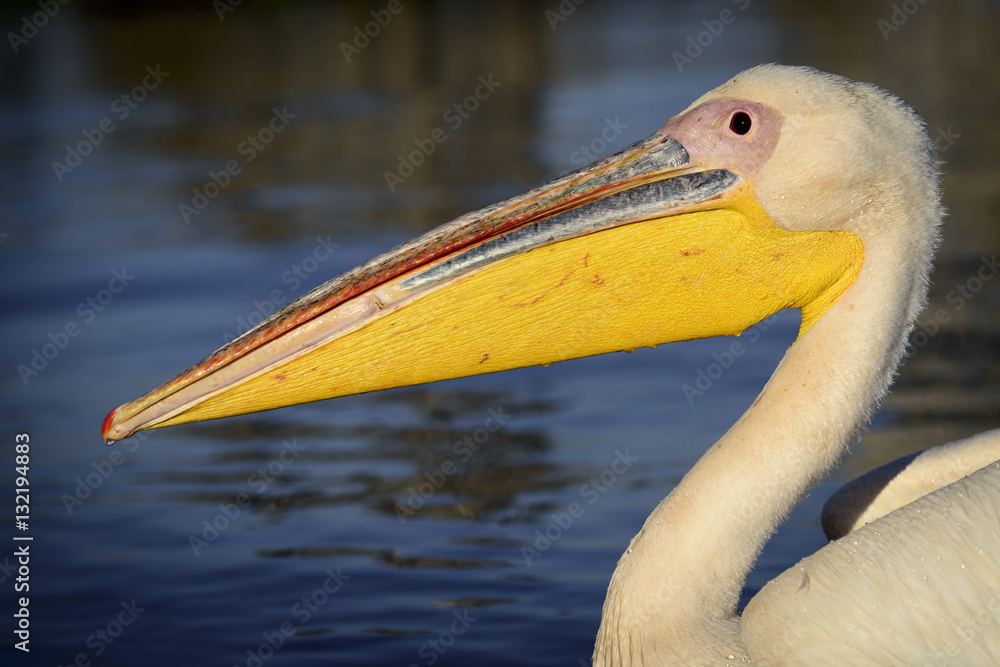 Great white pelican (also known as the eastern white pelican, rosy pelican or white pelican) (Peleca