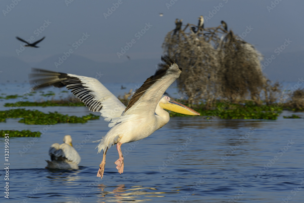 Great white pelican (also known as the eastern white pelican, rosy pelican or white pelican) (Peleca