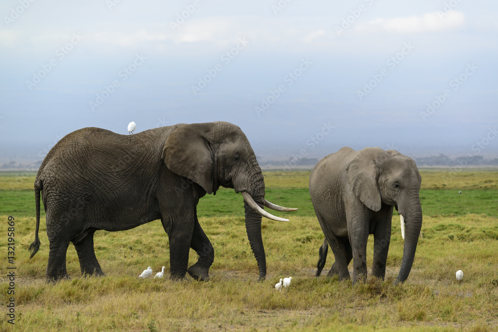 African bush elephant or African Elephant (Loxodonta africana) and cattle egret (Bubulcus ibis). Amb