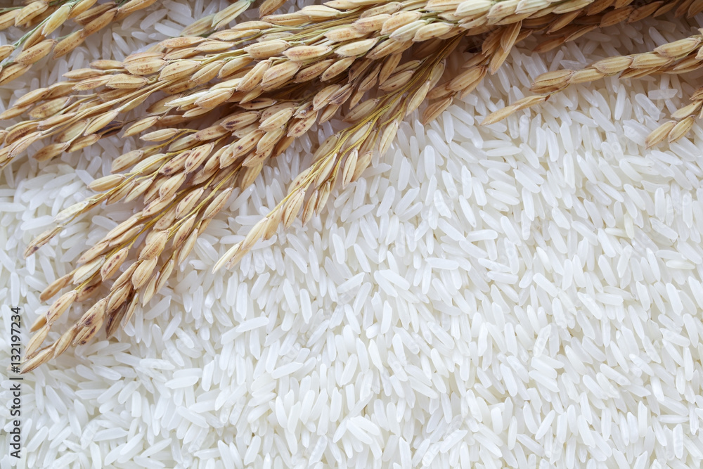 background of ear of paddy on white polished rice grain.