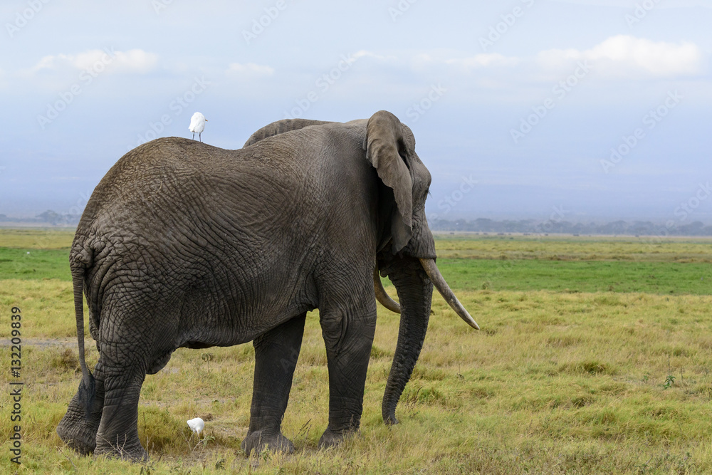 African bush elephant or African Elephant (Loxodonta africana) and cattle egret (Bubulcus ibis). Amb