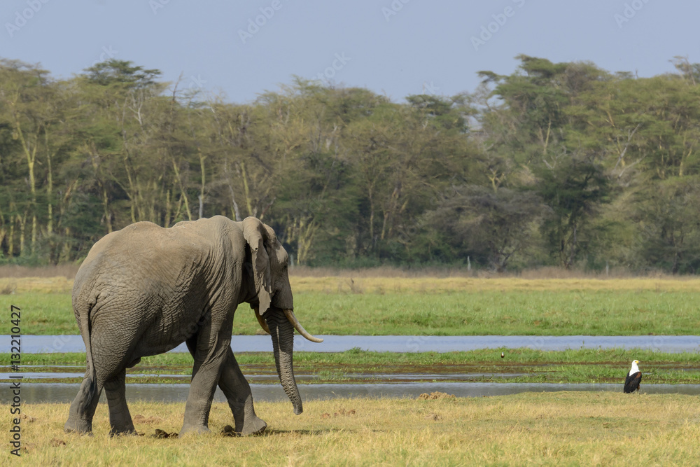 African bush elephant or African Elephant (Loxodonta africana) and African fish eagle (Haliaeetus vo