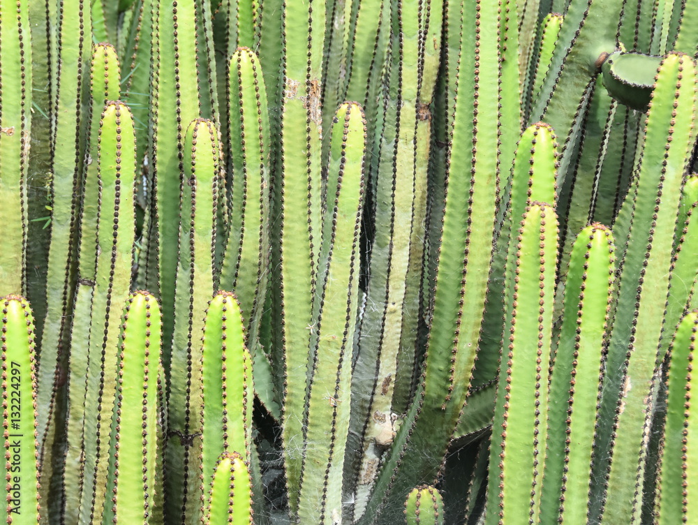 Canary Island spurge growing close together