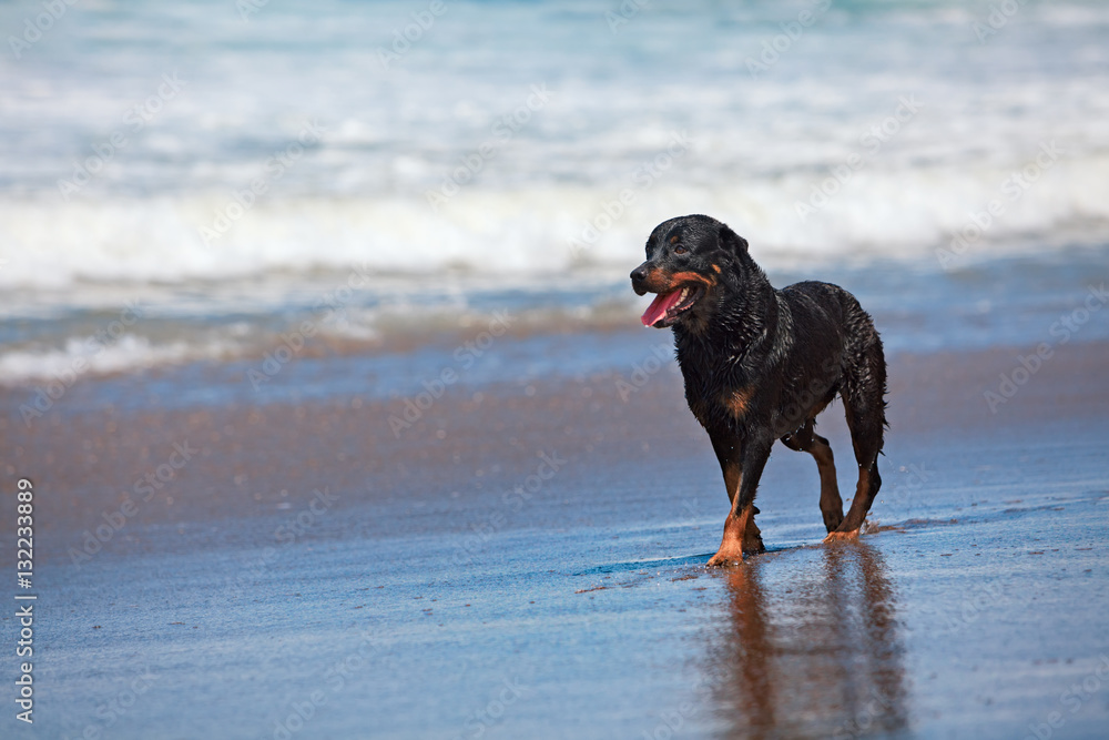 Photo of rottweiler walking on black sand beach. Happy dog wet after swimming run with water splashe