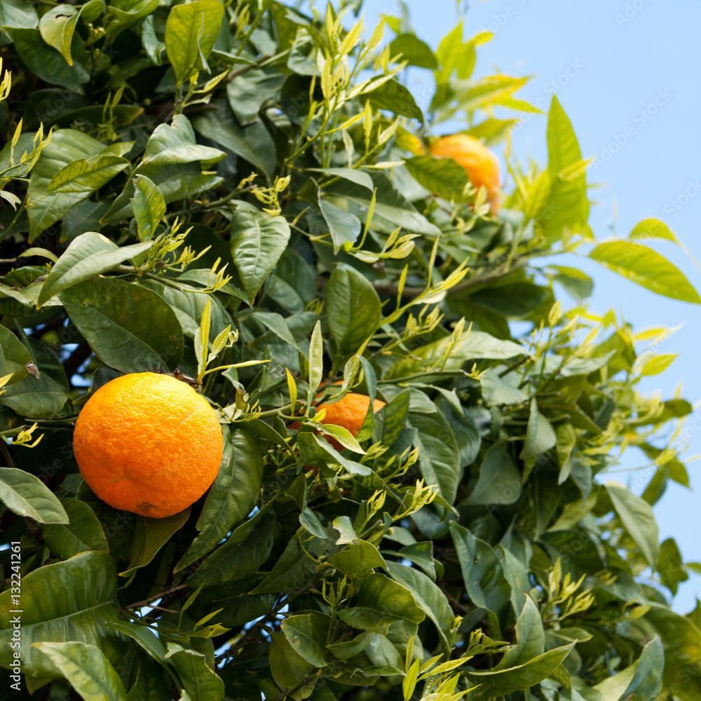 orange tree