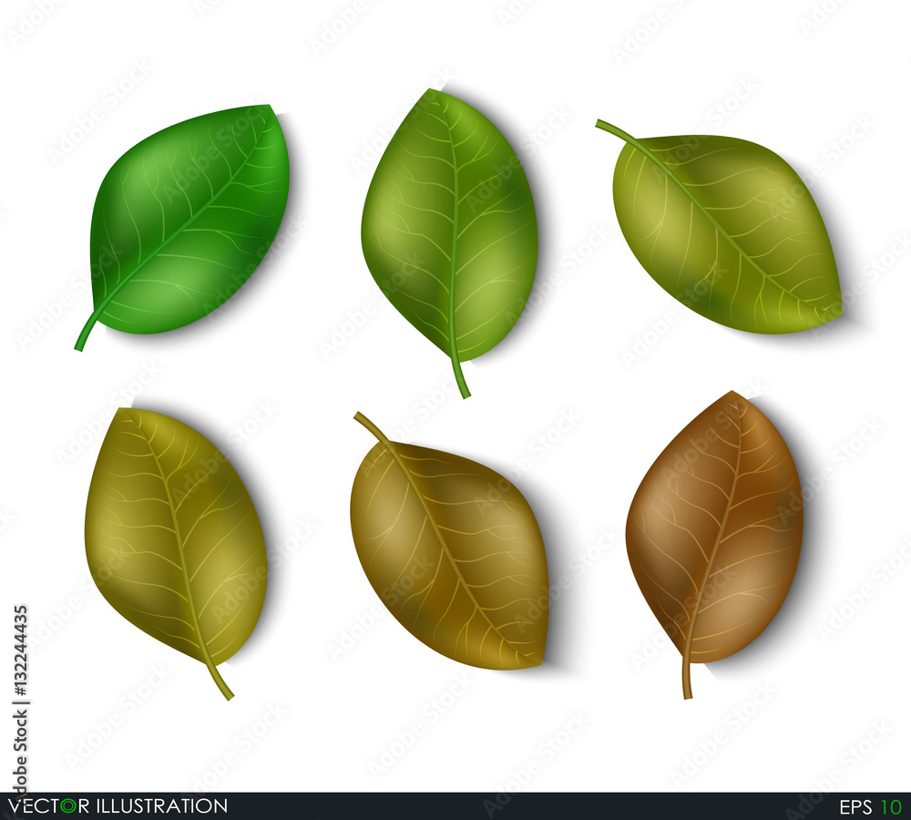 Set of leaves different shades design elements