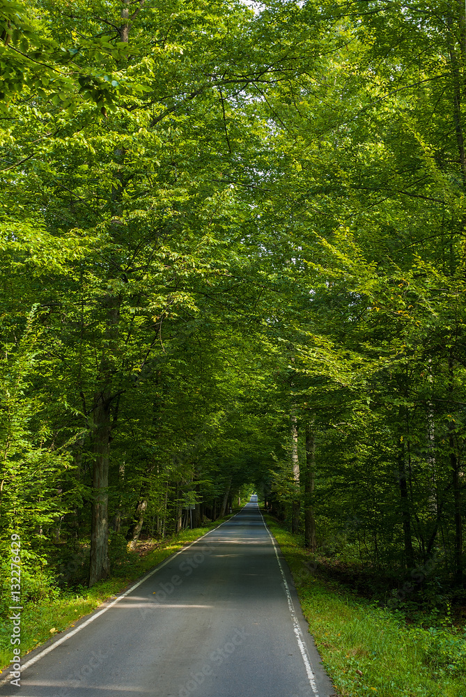 Beautiful road in the middle of green trees