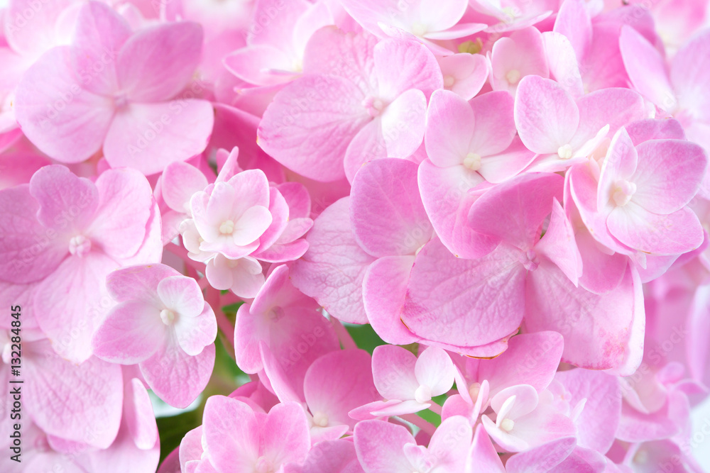 sweet  hydrangea flowers on a white background