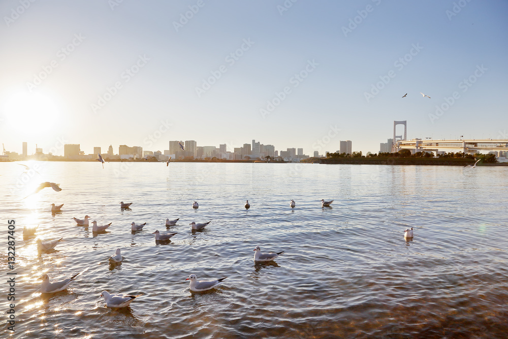 お台場のカモメ