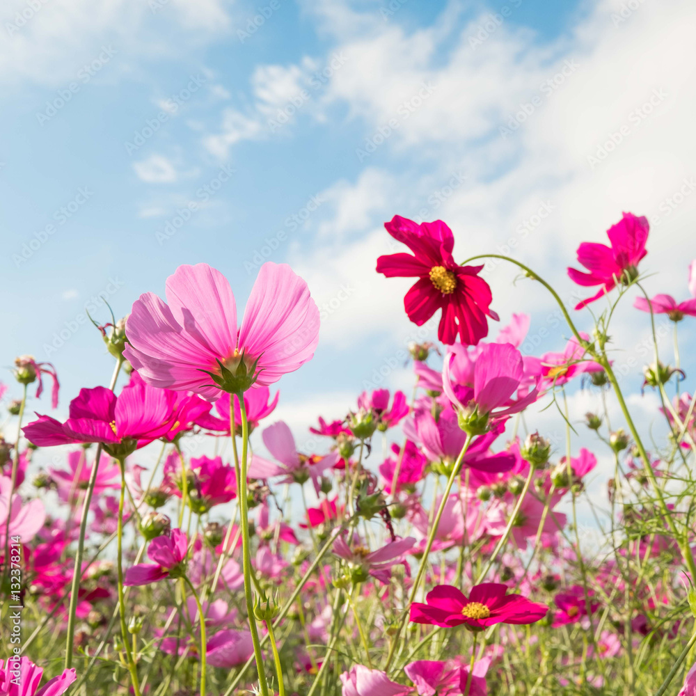 Cosmos Flowers