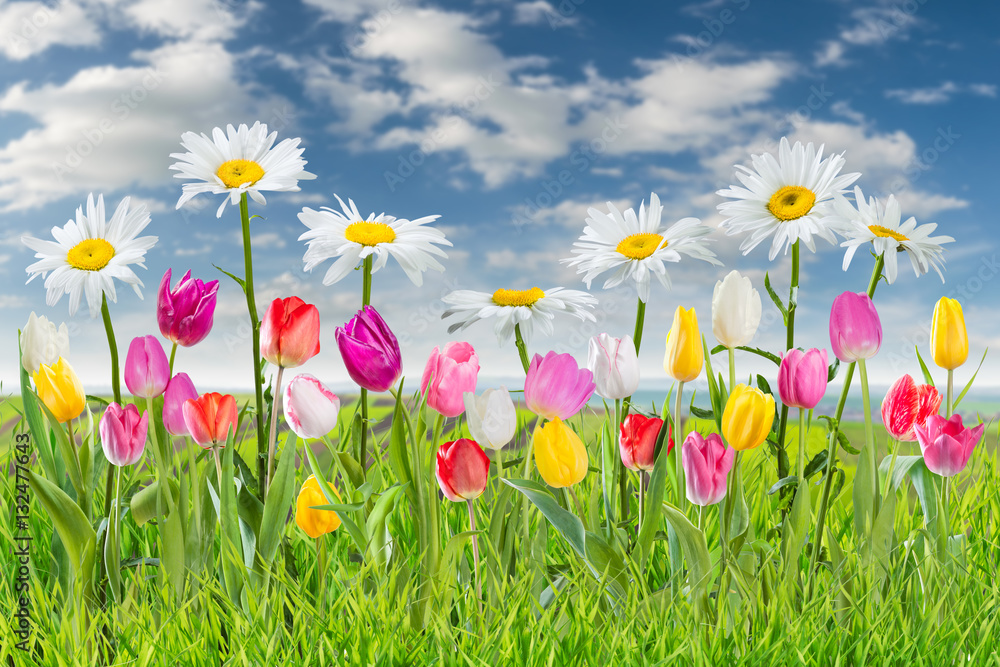 Spring Background with Tulip