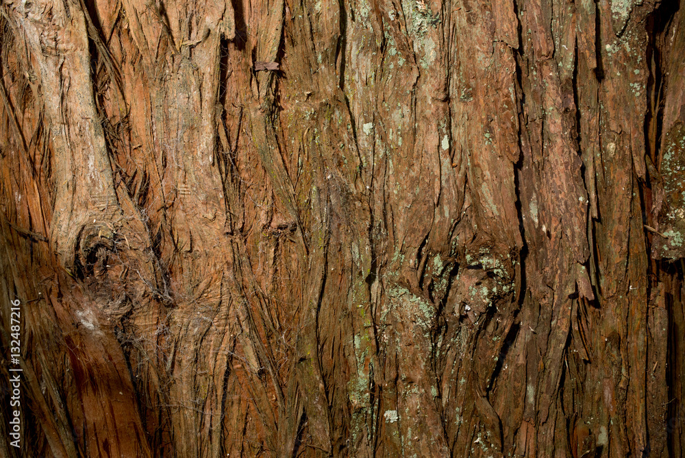 Tree bark texture background