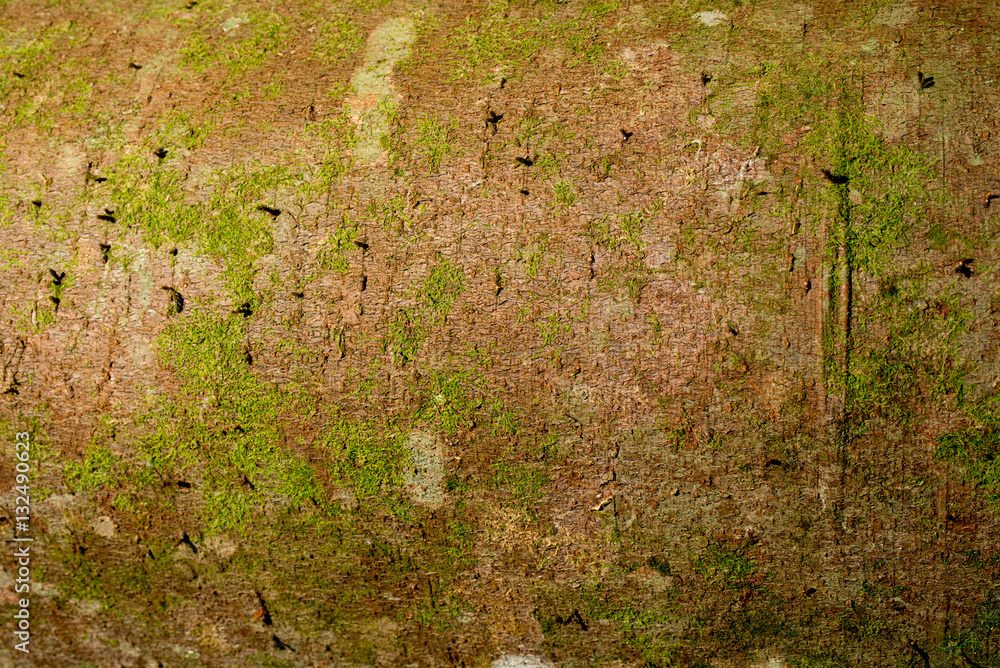 Tree bark texture background