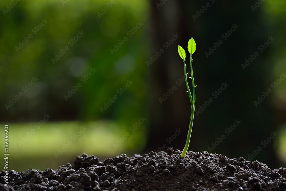 Young plant in the morning light on nature background