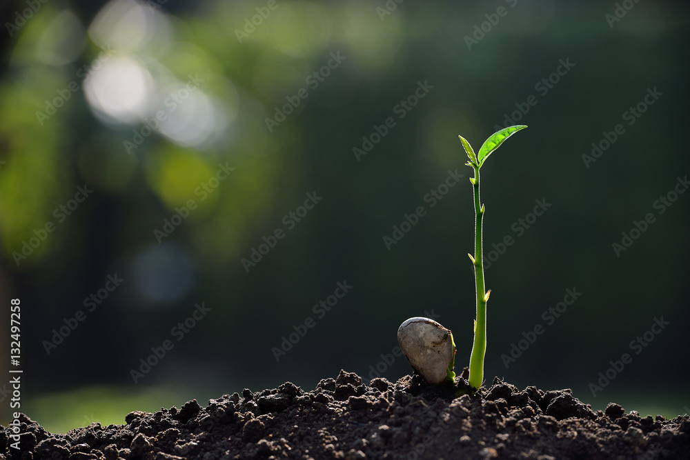 Green sprout growing from seed over nature background