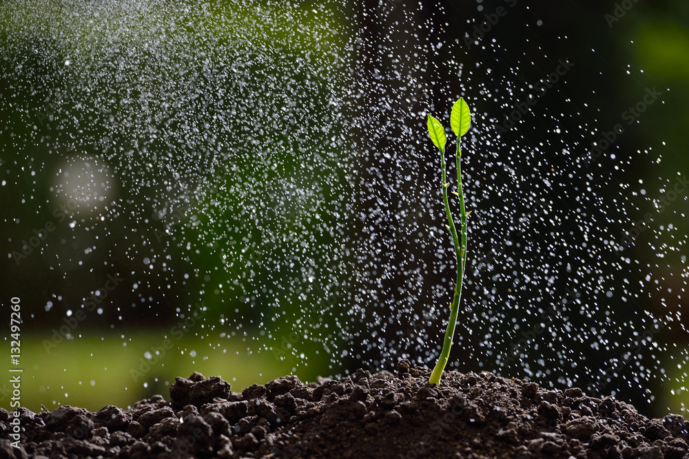 Green seedling growing on the ground in the rain