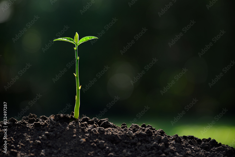 Young plant in the morning light