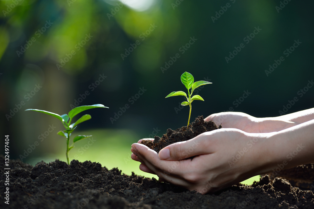 Hands holding a green young plant