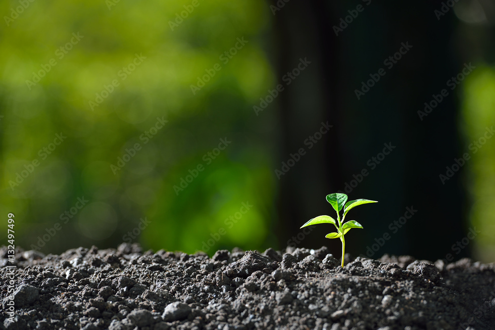 Young plant in the morning light