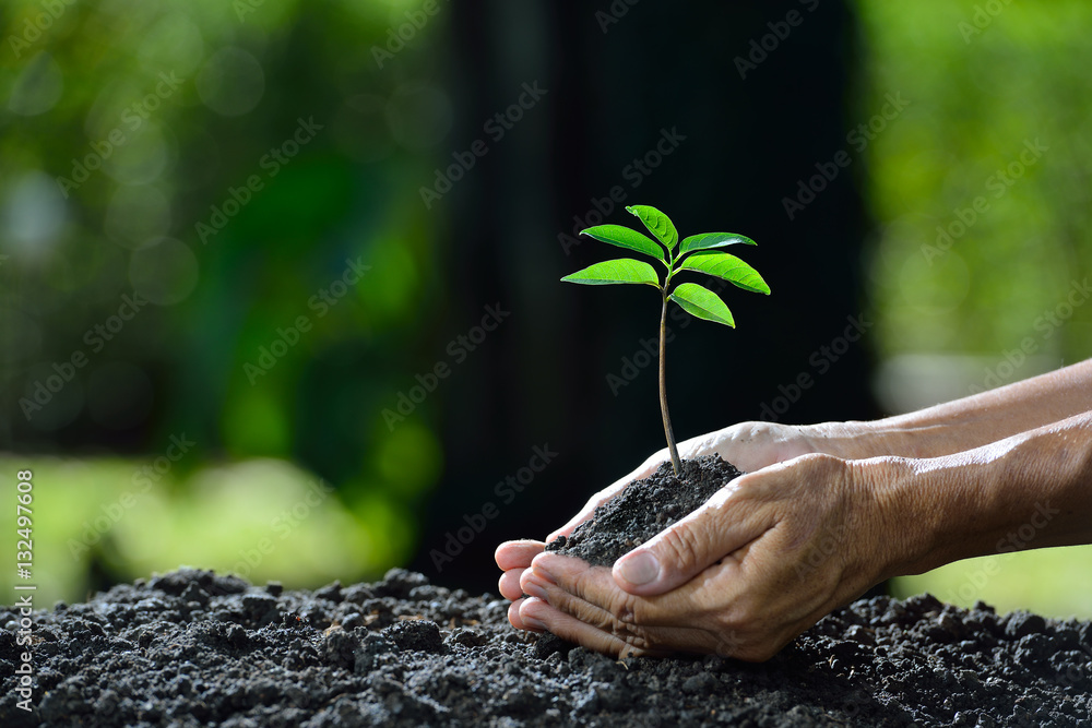 Hands holding a green young plant