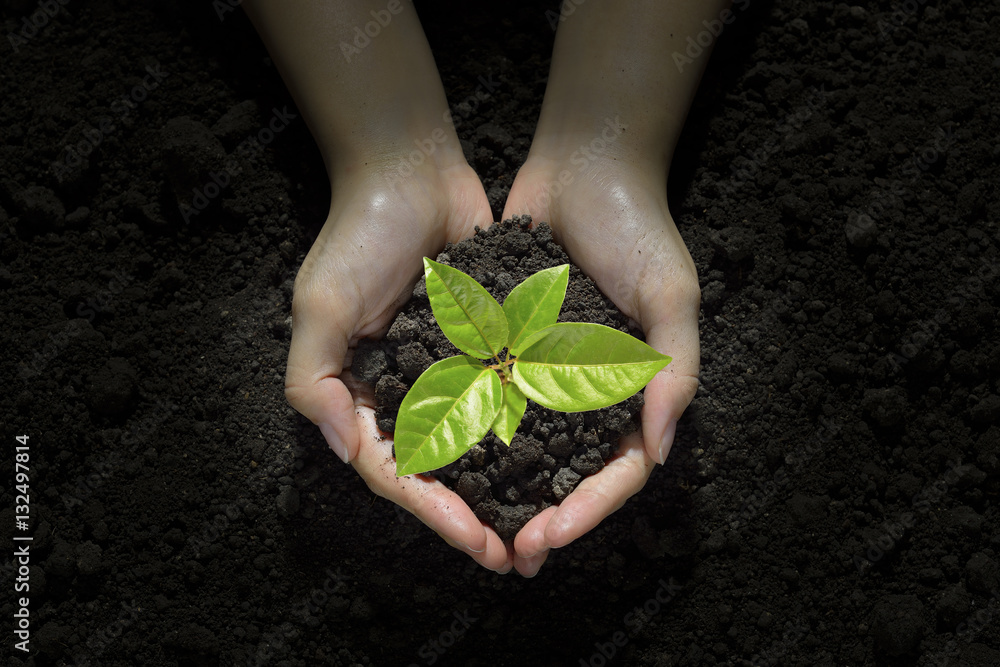 Hands holding and caring a green young  plant