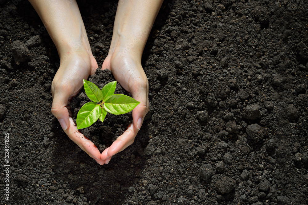 Hands holding and caring a green young plant