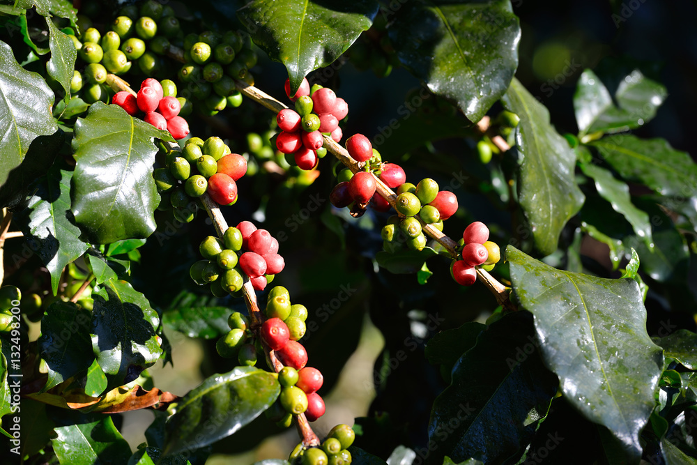 Coffee tree with coffee beans on coffee plantation