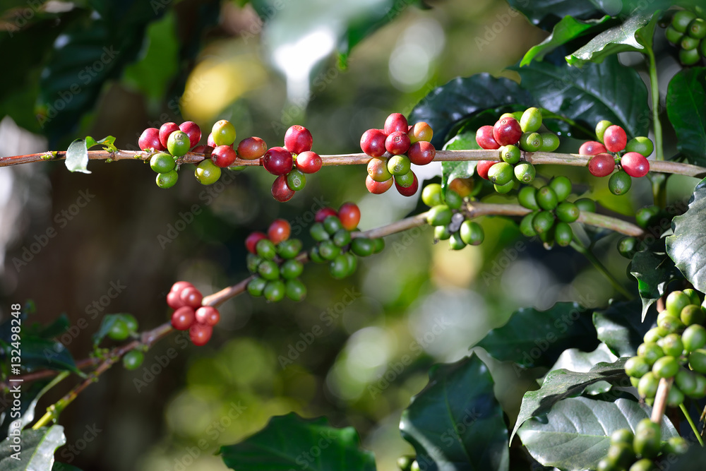 Coffee tree with coffee beans on coffee plantation