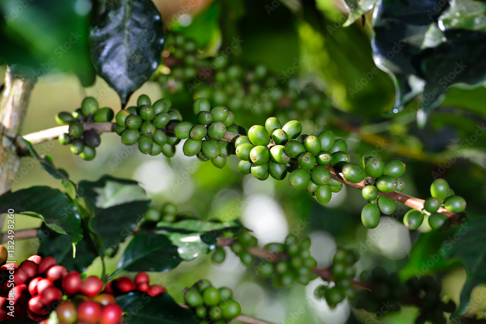 Coffee tree with coffee beans on coffee plantation