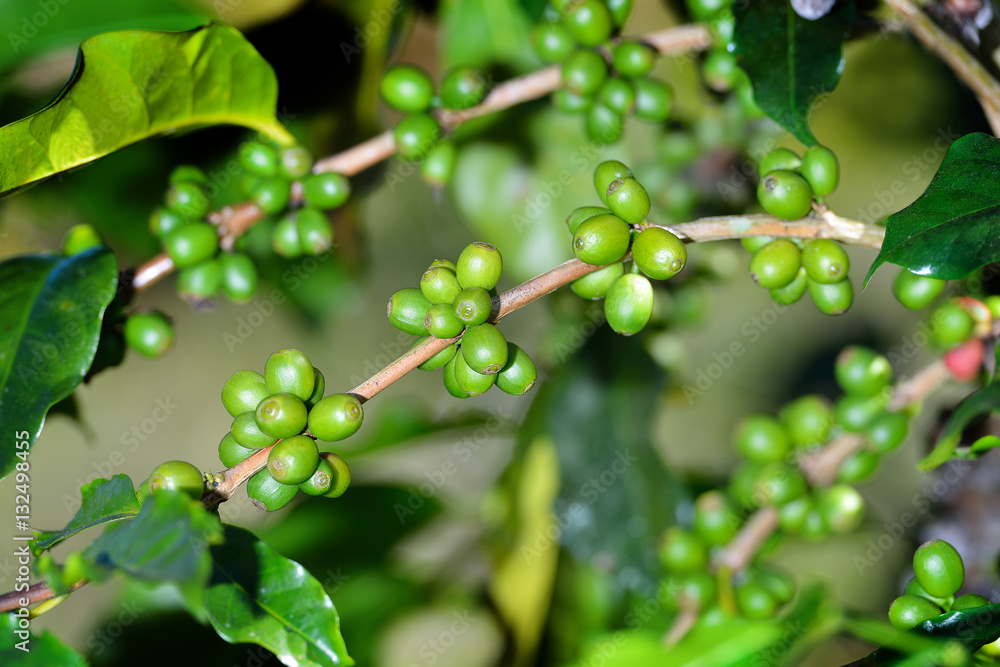 Coffee tree with coffee beans on coffee plantation