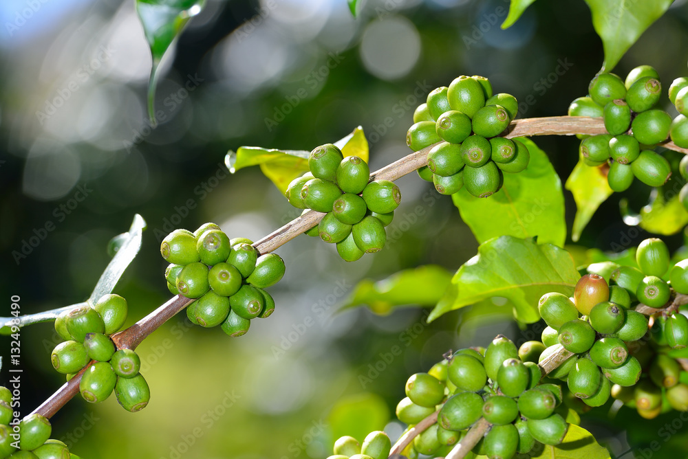 Coffee tree with coffee beans on coffee plantation