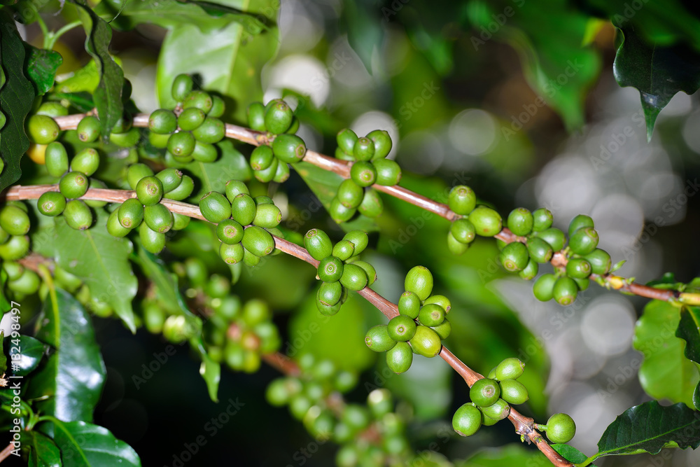 Coffee tree with coffee beans on coffee plantation