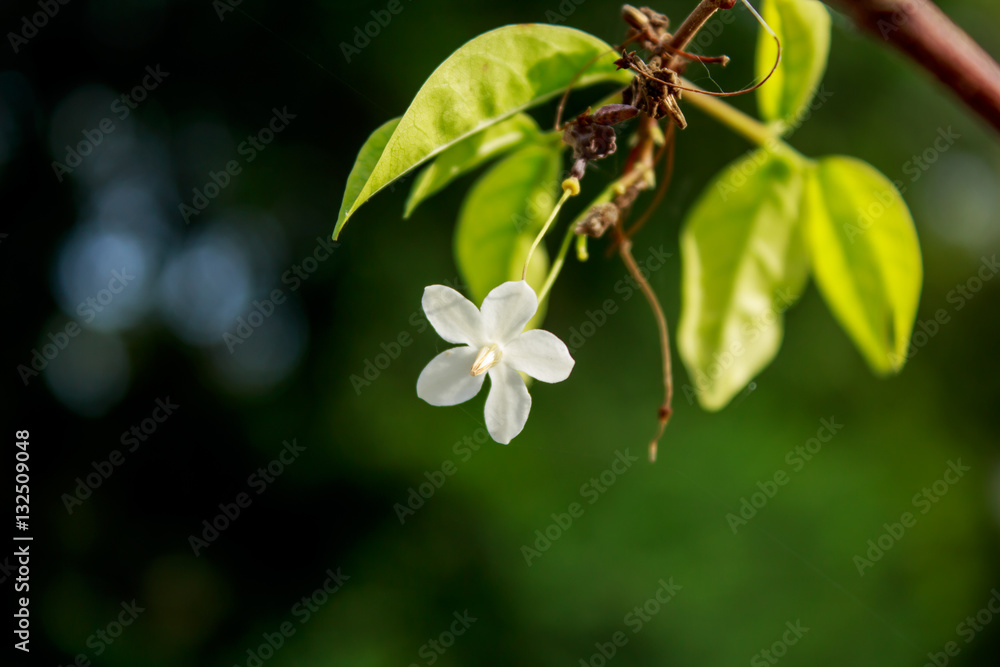 美丽的花朵在晨光中摇曳